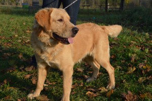 10688029_351718768331209_3308978293052162312_o