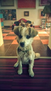 10701962_343570139146072_444797717660529179_n