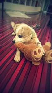 10703843_343570042479415_6637588045980919964_n