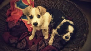 10711014_343570279146058_5726830122070782720_n