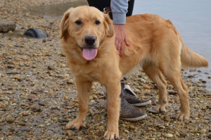 10733510_345737675595985_2036899125205745991_o