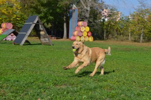 10734058_346224598880626_5461429146591629948_o