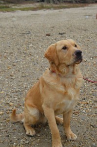 1622442_345737895595963_1713989307509974076_o