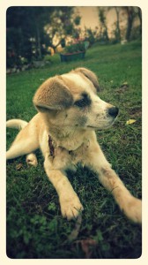 1798513_343570332479386_2363001961674589186_n