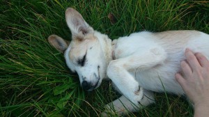 1891144_343570259146060_120161044915344158_n