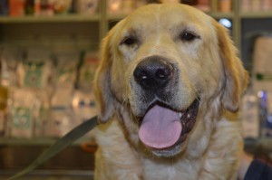 1932569_343458235823929_2155846653521299321_o