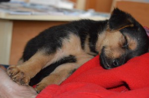 10379908_353254041511015_3836288881118756496_o