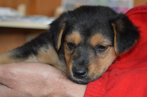 10479100_353254031511016_3153687061577405421_o