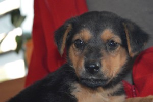 10636364_353254314844321_4226277847336689325_o