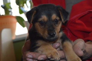 10708779_353254651510954_2172154330745280075_o