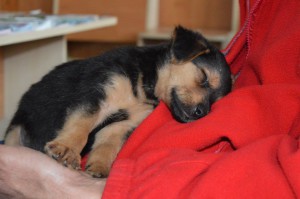 1556345_353254394844313_8257137186781907150_o