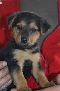 1908454_353253991511020_2951384401081337569_n