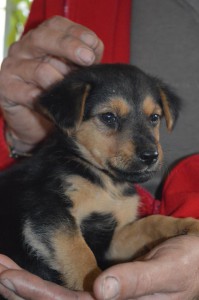 522051_353254244844328_6123221962319403555_n