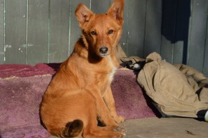 1975201_373232776179808_3674017439034030789_n