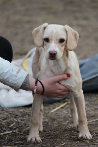 10341688_387567144746371_5099947964173136379_n