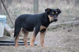 10389129_387569104746175_3804748817093070726_n