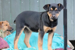 10606460_387568804746205_8492206978273207098_n