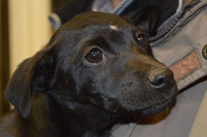 10897124_377928055710280_8202830519465424325_n