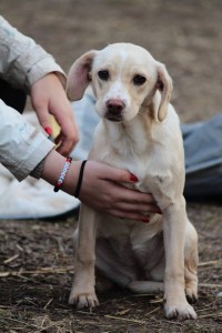 10906291_387566998079719_6771114909230425262_n