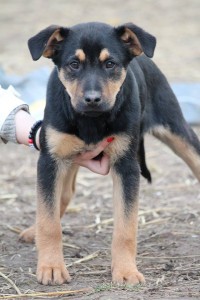 10931110_387568784746207_1965549262316879523_n