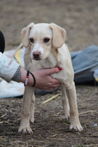 10933779_387566814746404_7431007707930271860_n