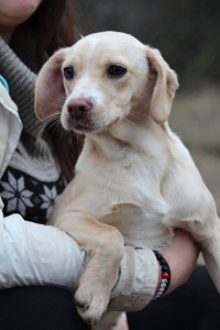 10934090_387567201413032_5552517571674193988_n