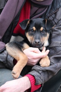 10941431_387569068079512_8382837596540576841_n