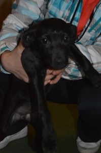 1506734_377928335710252_92313393090230214_n