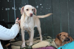 1509739_387566944746391_8432139362229044057_n