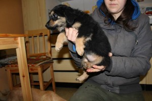 10612592_392112764291809_3546799594232187440_n