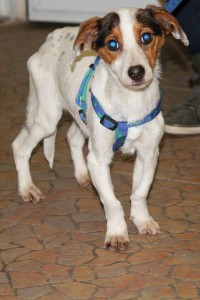 10615515_395213907315028_8276777328581223467_n