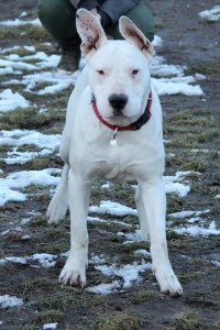 10947263_393219384181147_7082214598629118841_n