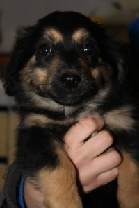 10955218_392112844291801_2936852122624178732_n