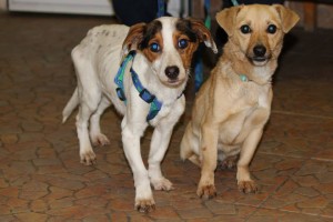 10959503_395215833981502_8069240386249608646_n