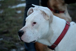 10959555_393219664181119_8438183186004658321_n