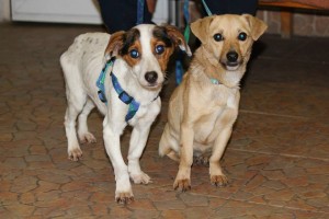 10959692_395213943981691_4091422789687079188_n