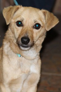 10959752_395215883981497_8287155006062540435_n