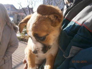 10978718_395577623945323_8093511204604145746_n