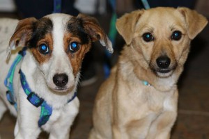 16817_395215827314836_8957262202563882067_n