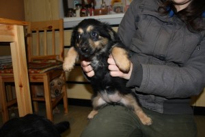 1947409_392112724291813_1005815260425367954_n