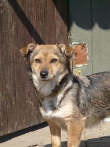 10329296_415394085297010_6692810027619805938_n