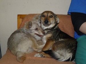 10355744_409471242555961_5896706256081128983_n