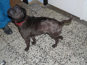 10360350_418301791672906_8001704829403086350_n