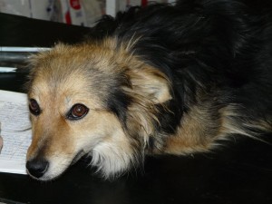 10403418_409469685889450_3555872595576677563_n