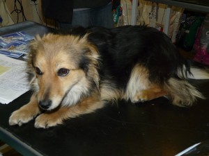 10410259_409469489222803_3201676811373648904_n