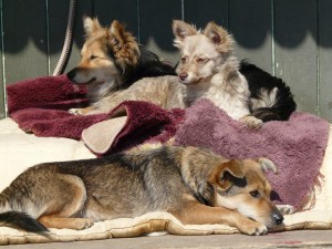 10421224_415394188630333_5127659617080646734_n