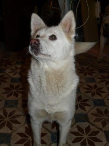 10432487_404168806419538_1584988223561846736_n