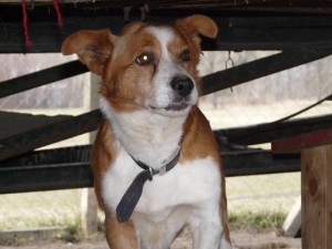 10451177_413153418854410_8605690296306581905_n