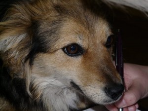 10455939_409469599222792_7311433712977196382_n