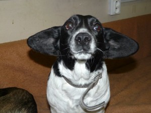 10476456_409461212556964_5293619566204030351_n